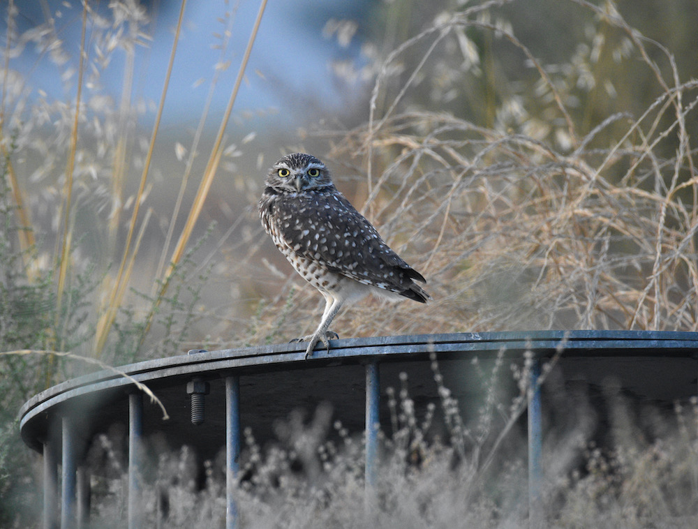 Burrowing Owl, Ontario, CA. Photo by Caleb Peterson