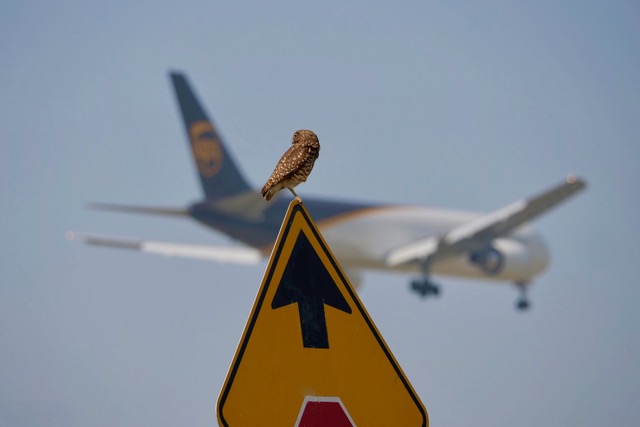 Owl near Ontario, CA airport. Photo by Genessi Torres