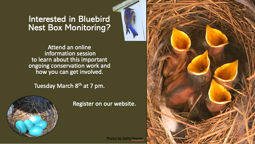 Bluebird nesting box info session