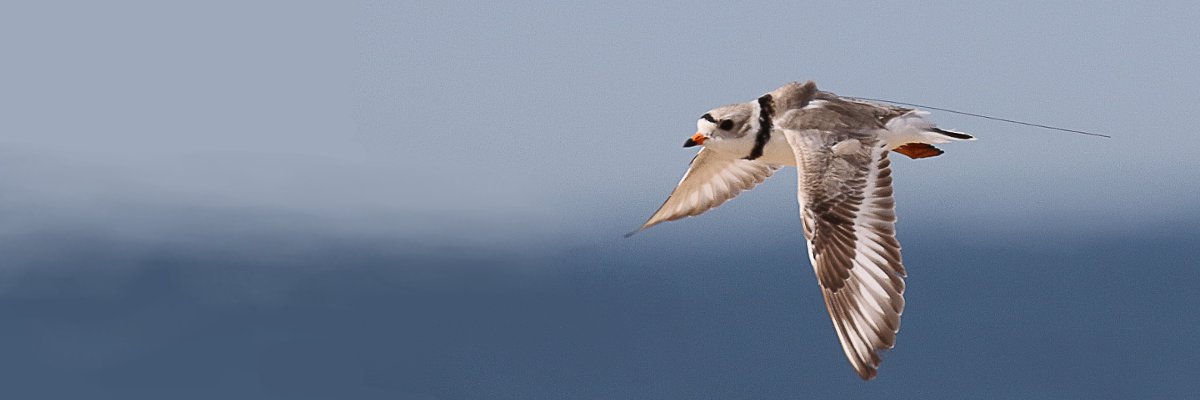 A Piping Plover equipped with a Motus transmitter