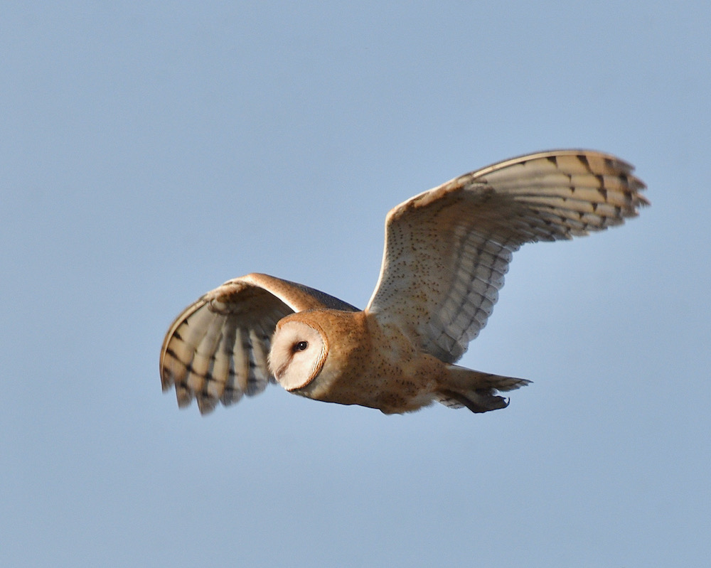 Barn Owl, Lakeview, CA. Photo by Caleb Peterson