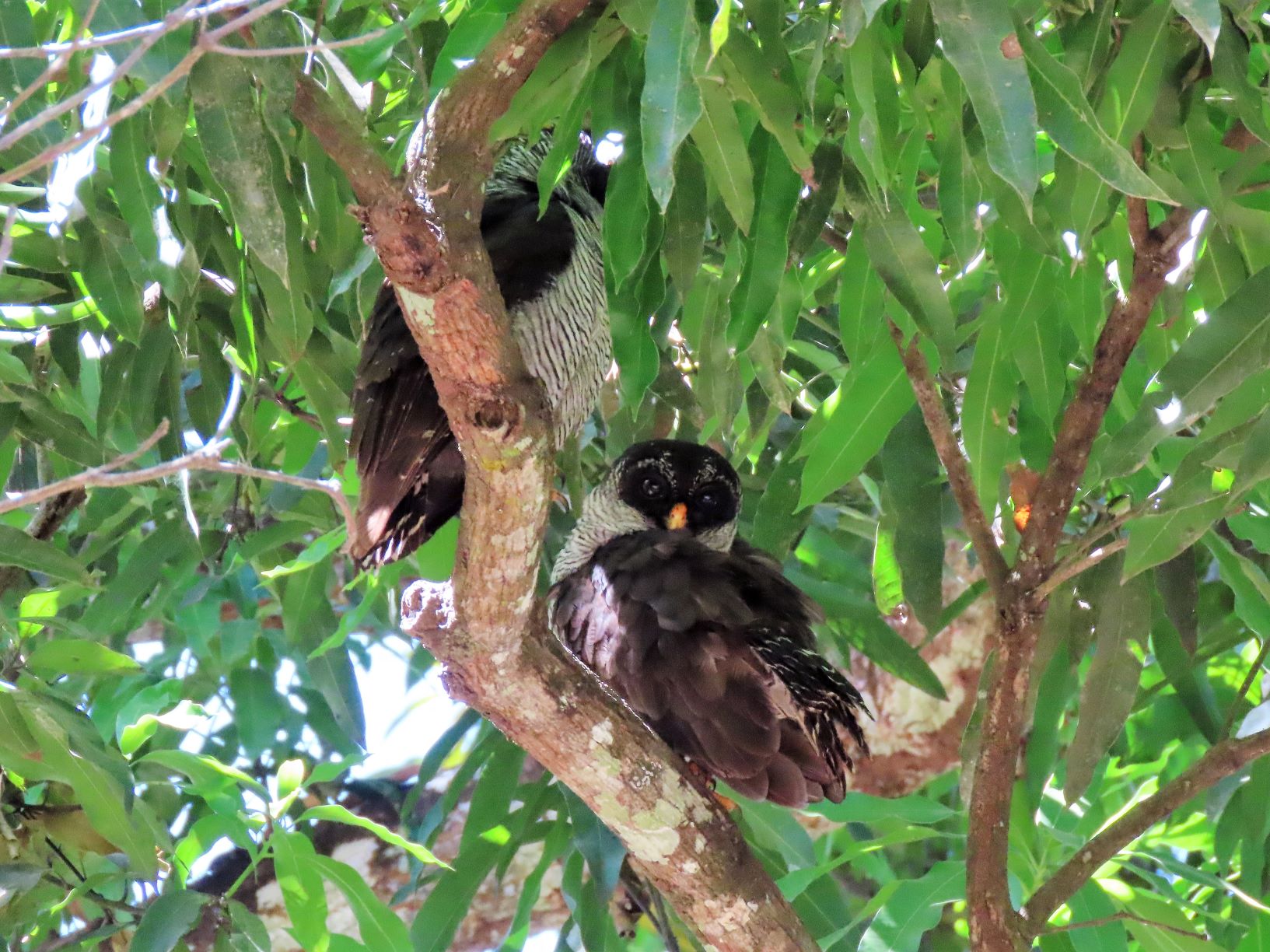 Black-and-white Owls, Costa Rica. Edward Stonick