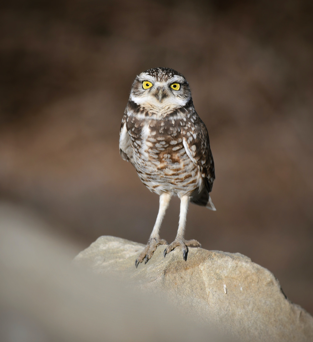Burrowing Owl, Ventura, CA. Photo by Caleb Peterson