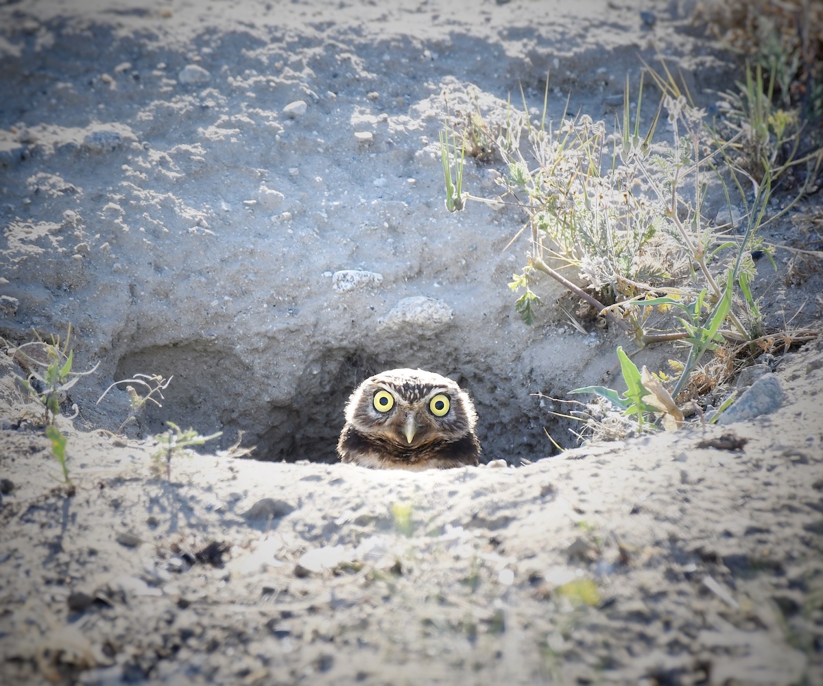 Burrowing Owl, San Bernardino County. Photo by Caleb Peterson