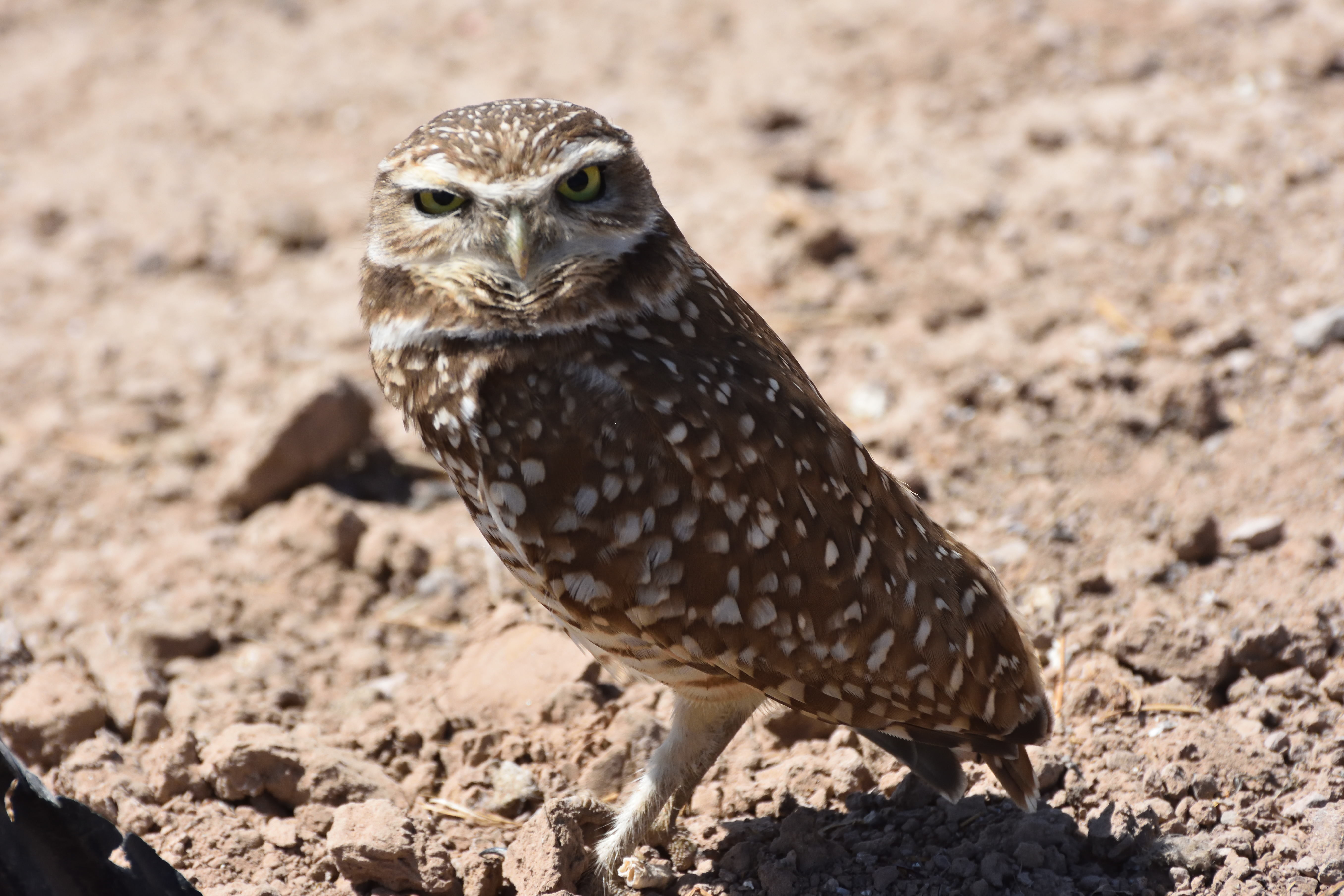 Burrowing Owl. Photo by Jerry Ewing