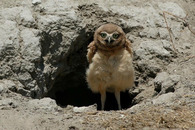 Burrowing Owlet, Chino CA. Photo by Kathryn Degner