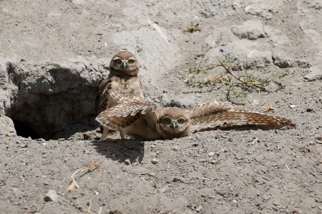Burrowing Owlets, Chino CA. Photo by Kathryn Degner