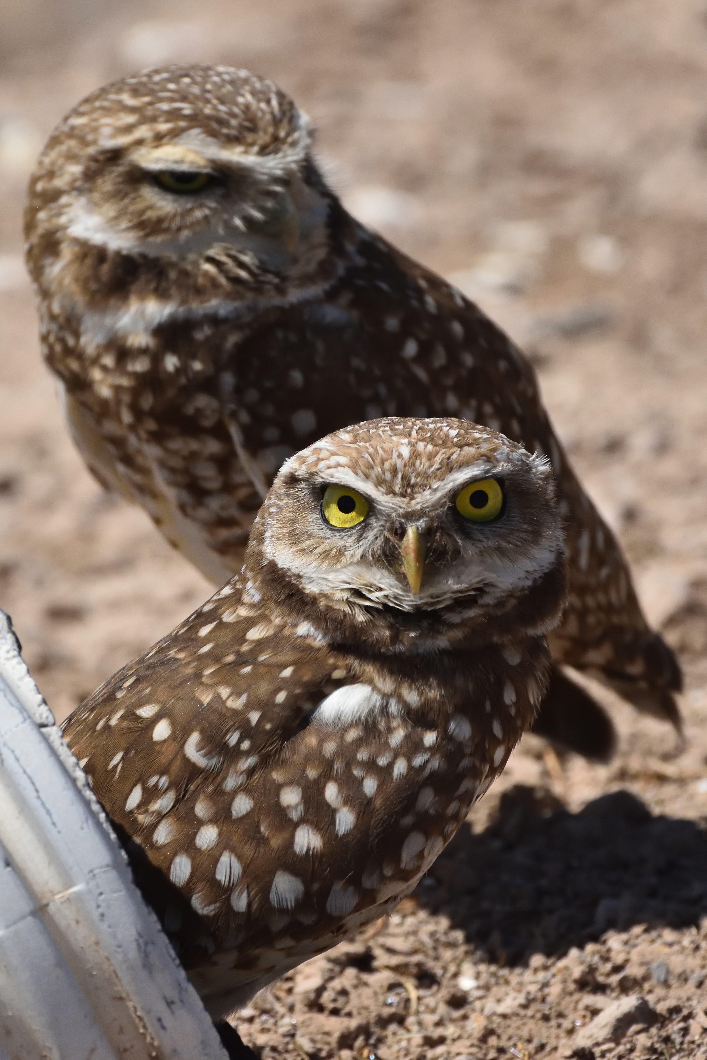 Burrowing Owls. Photo by Jerry Ewing