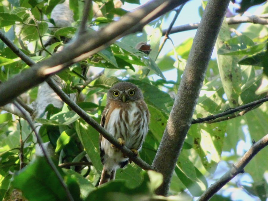 Colima Pygmy-Owl by Lois Brunet