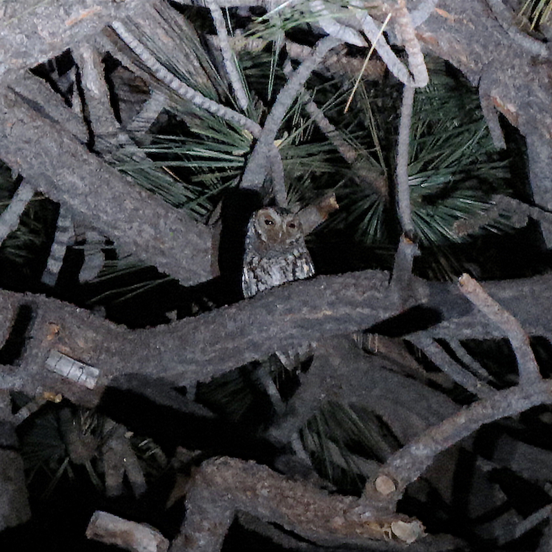 Flammulated Owl, Angeles National Forest. Photo by Chris Spurgeon