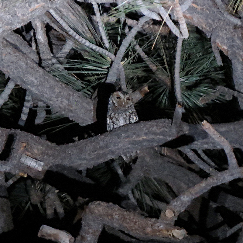 Flammulated Owl by Chris Spurgeon