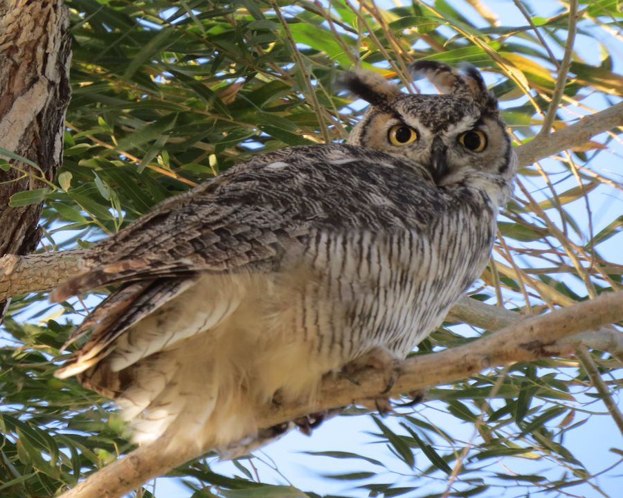 Great Horned Owl by Chris Spurgeon