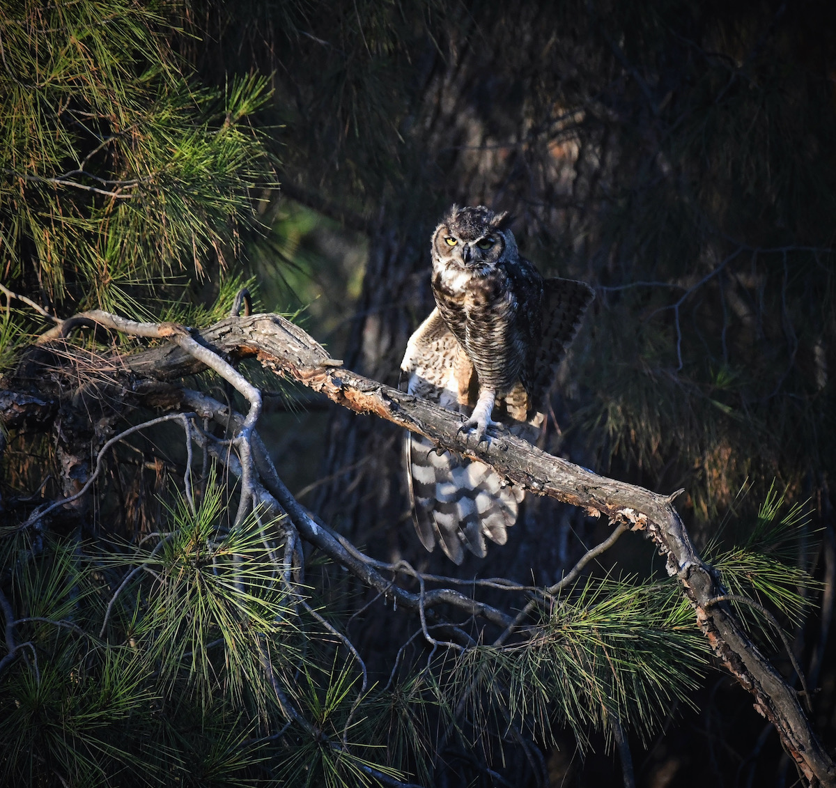 Great Horned Owl, Los Angeles. Photo by Caleb Peterson