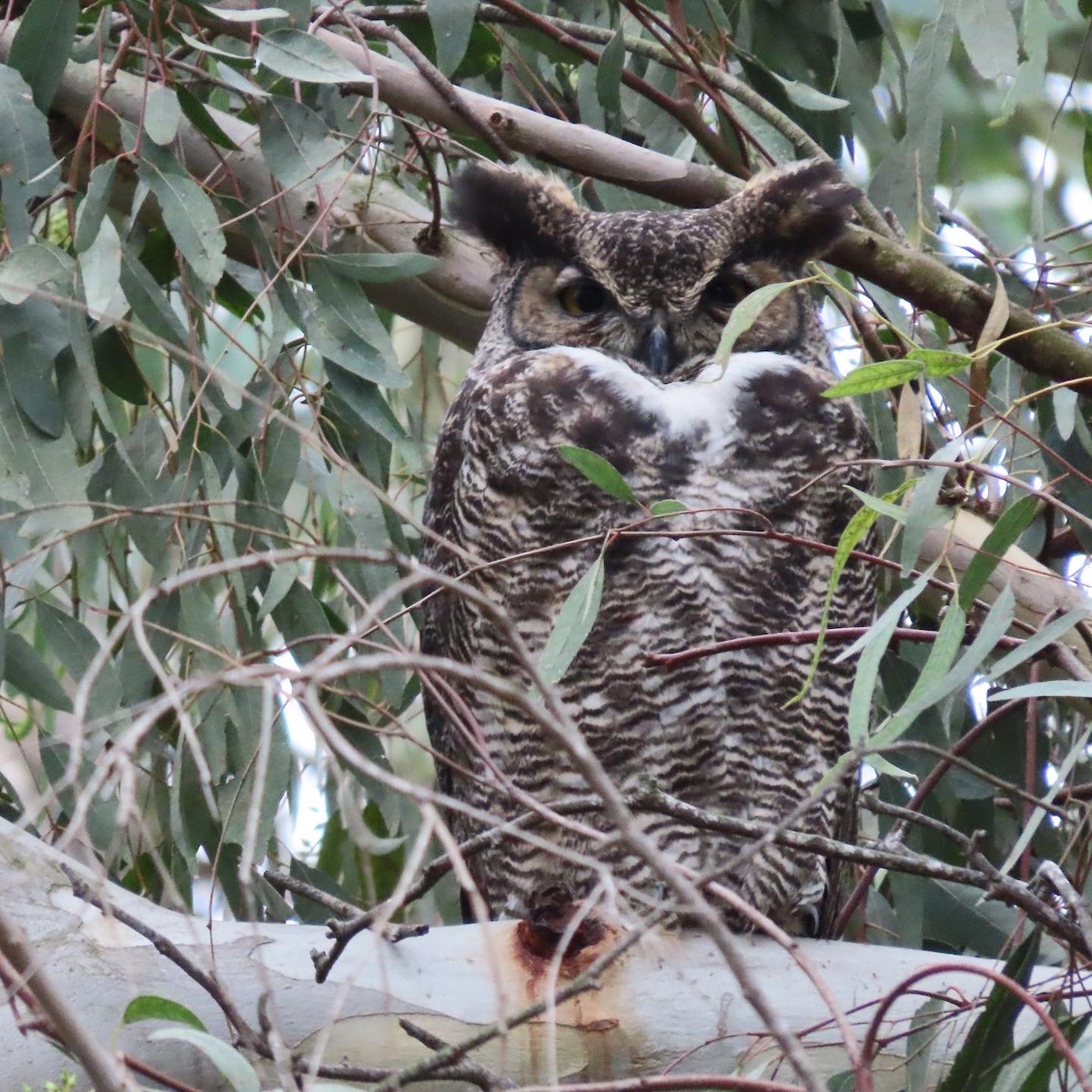 Great Horned Owl, Huntington Beach Central Park. Photo by Katarina Doorly