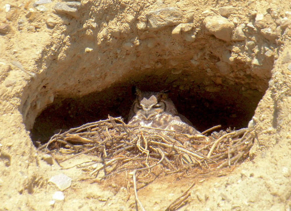 Great Horned Owl, Wind Wolves Preserve, Kern Co CA. Photo by Tom Hinnebusch