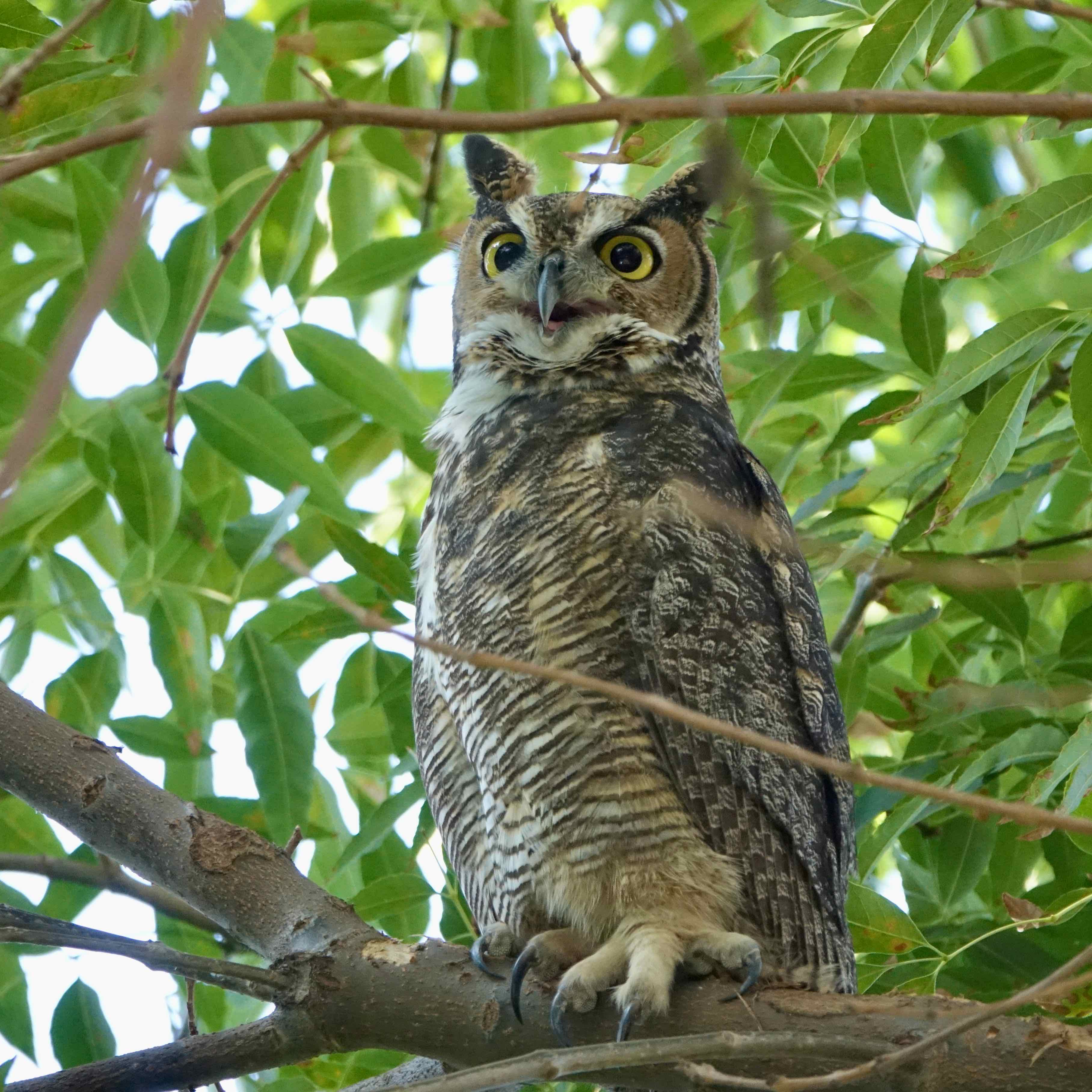 Great Horned Owl, North Hollywood. Photo by Karen Minkowski