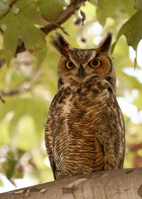 Great-horned Owl, Frank G. Bonelli Regional Park. Photo by Scott Marnoy
