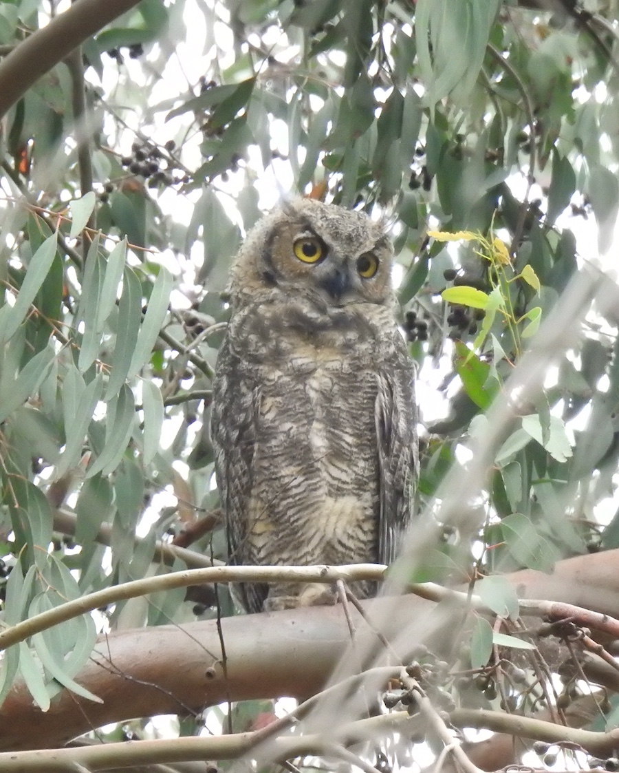 Great Horned Owl juvenile, Sepulveda Basin Wildlife Reserve. Photo by Jim Margitan