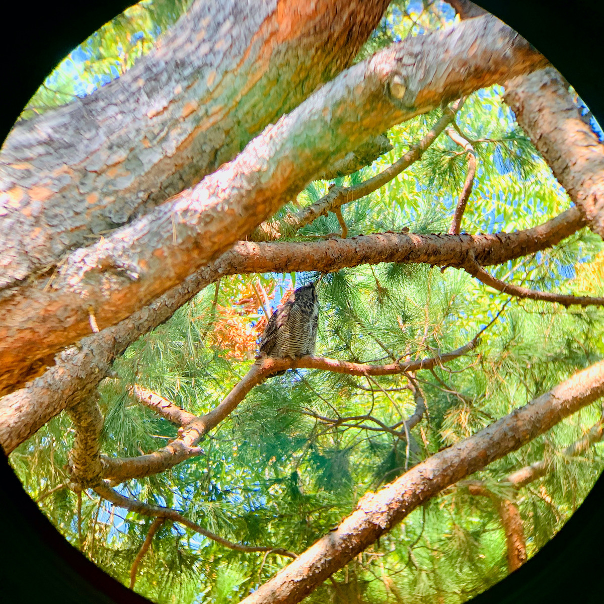 Great Horned Owl, Pasadena. Photo by Marta Jasberg