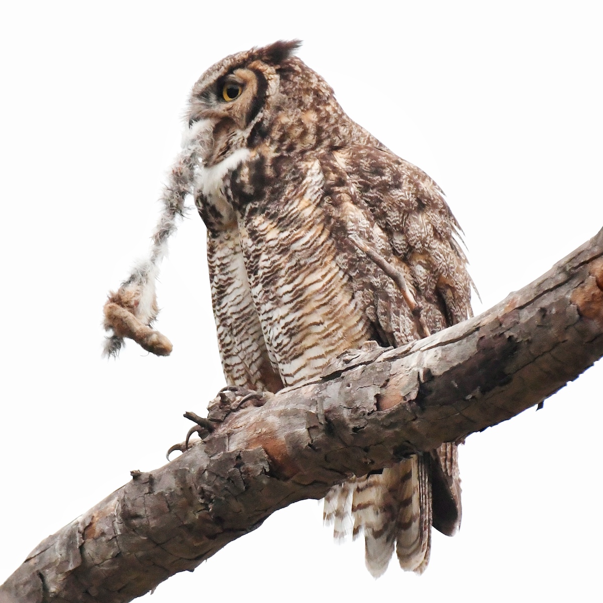 Great Horned Owl with rabbit foot, LA County. Photo by Caleb Peterson