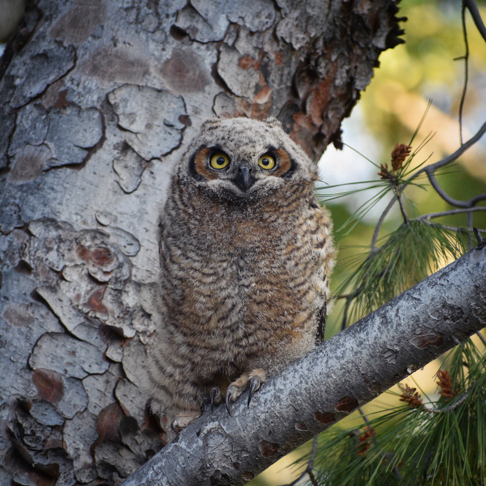 Great Horned Owlet, Yorba Linda, CA. Photo by Caleb Peterson