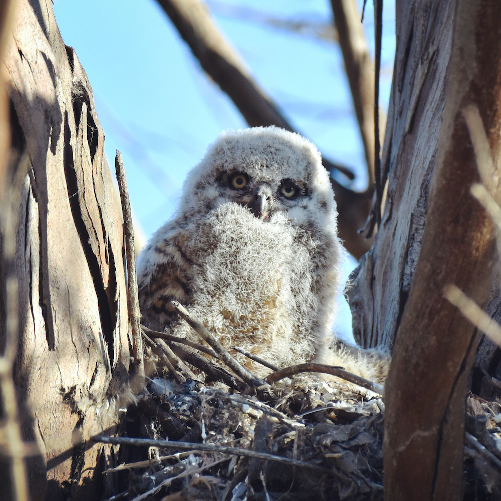 Great Horned Owlet, Huntington Beach, CA. Photo by Caleb Peterson