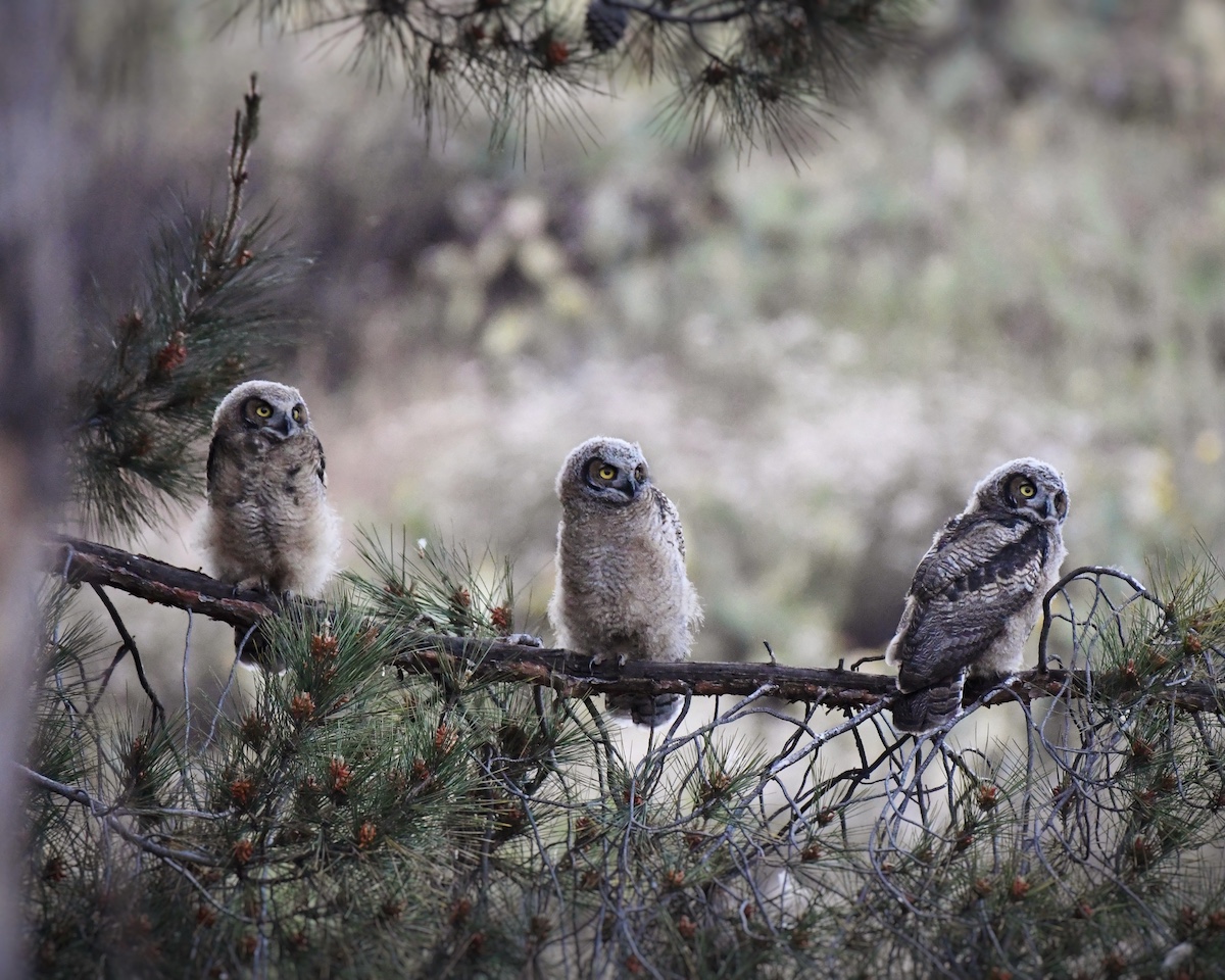 Great Horned Owlets, LA County. Photo by Caleb Peterson