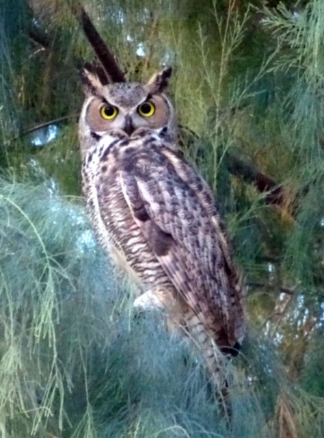 Great Horned Owl, Anza Borrego, CA. Photo by Barbara Goldeen