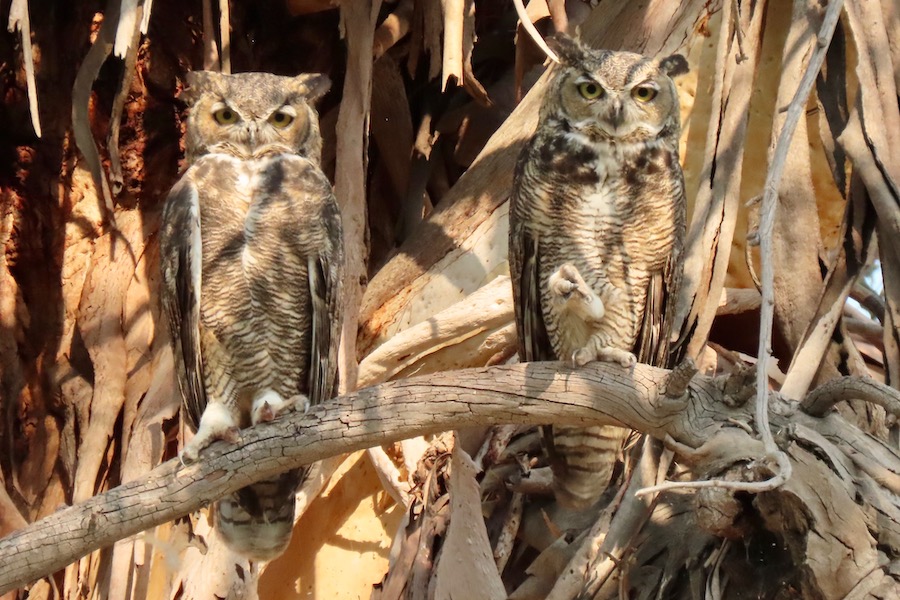 Great Horned Owls, Lower Arroyo Seco. Photo by Max Brenner