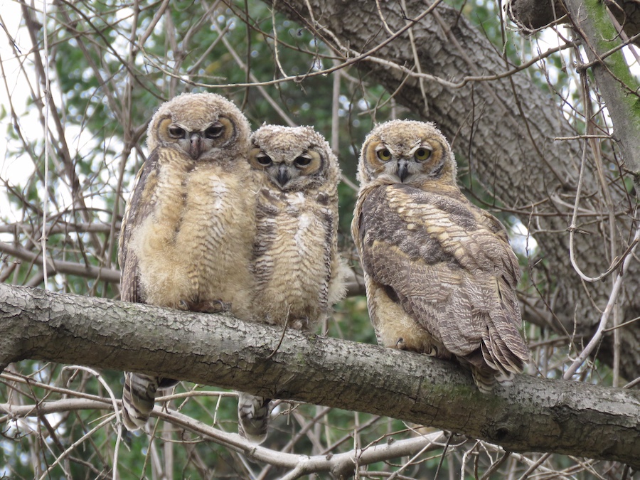 Great Horned Owlets, Lower Arroyo Seco. Photo by Max Brenner