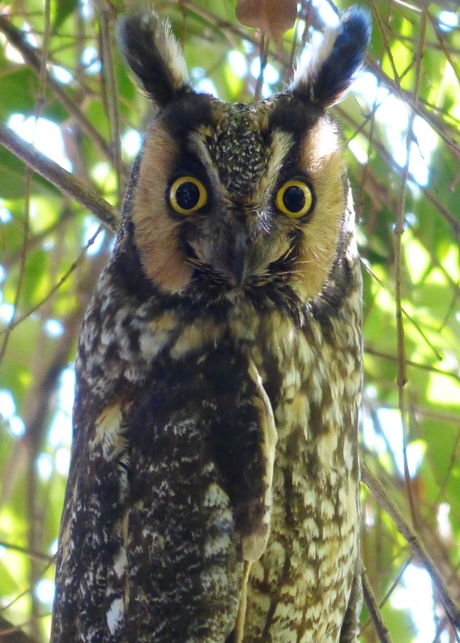 Long-eared Owl, Arroyo Blvd., Pasadena. Photo by Mickey Long