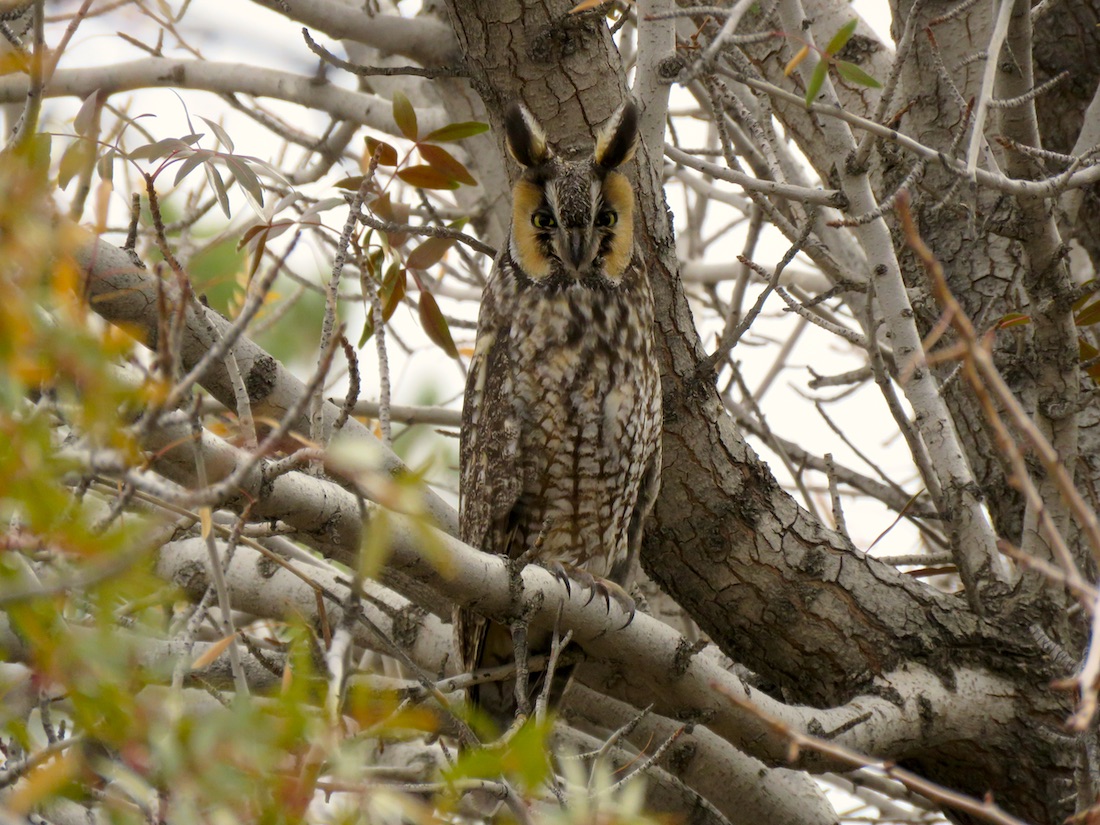 Long-eared Owl, Eastern Antelope Valley, Los Angeles Co. CA. Photo by Tom Hinnebusch