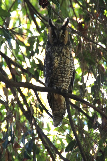 Long-eared Owl. Photo by Linda Zinn