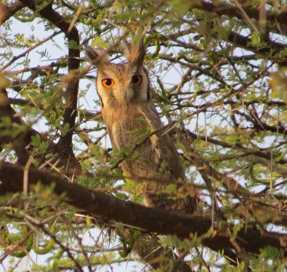 Northern White-faced Owl, Kenya. Photo by Tom Hinnebusch