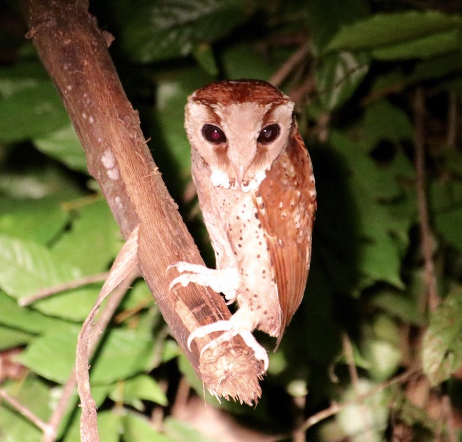 Oriental Bay Owl, Borneo. Photo by George Reich