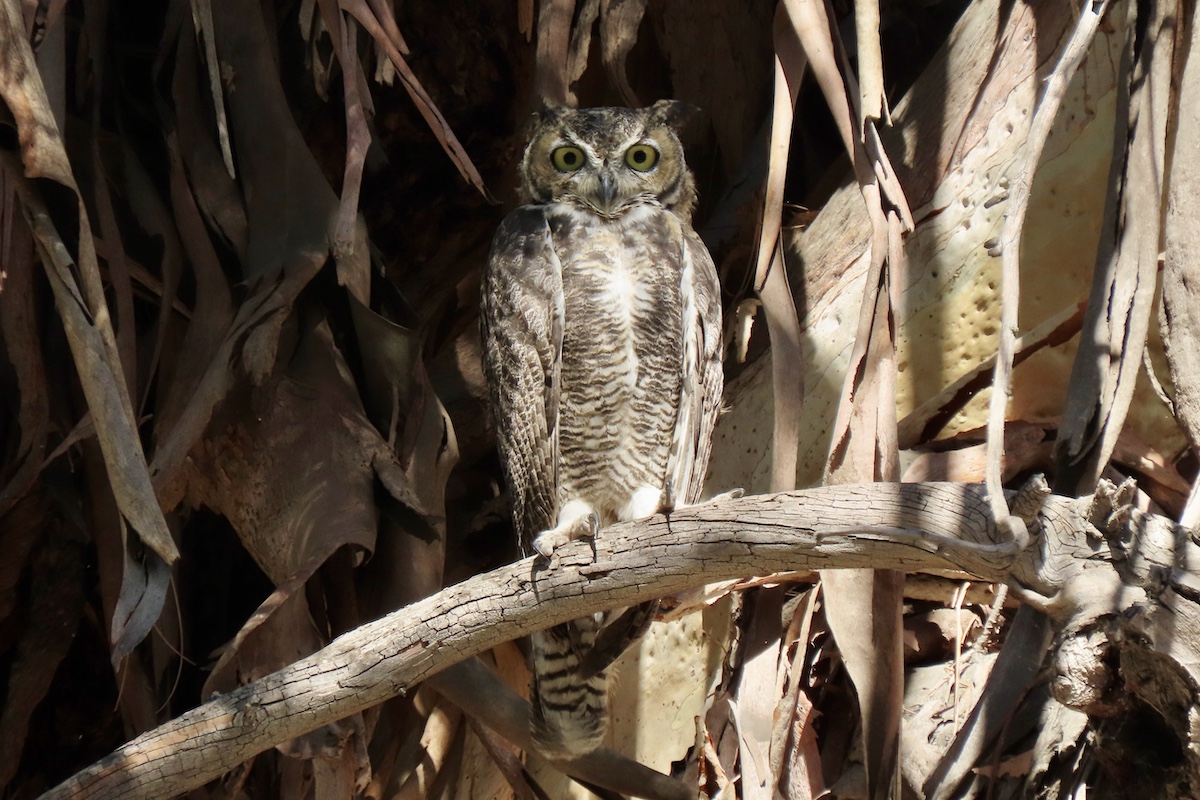 Great Horned Owl, Lower Arroyo Seco. Photo by Max Brenner