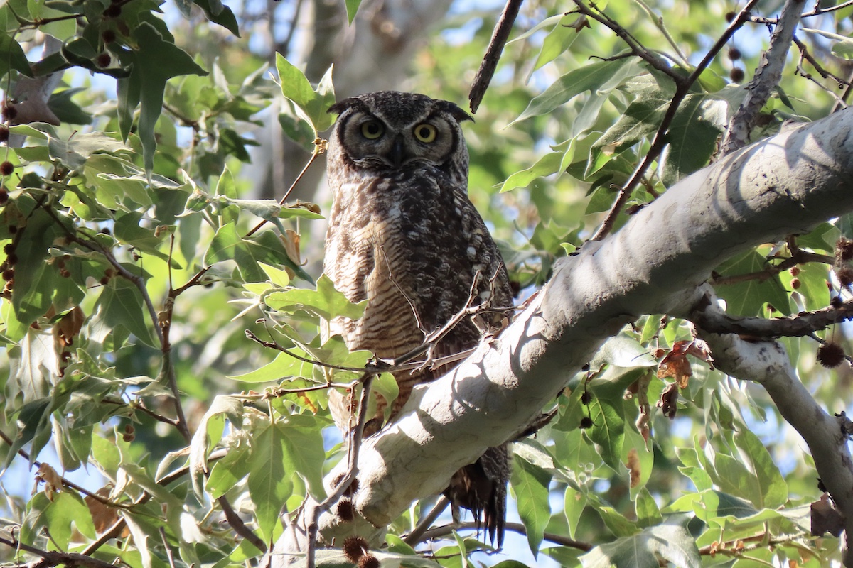 Great Horned Owl, Lower Arroyo Seco. Photo by Max Brenner