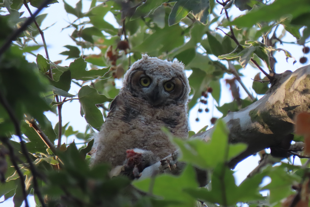 Great Horned Owlet, Lower Arroyo Seco. Photo by Max Brenner
