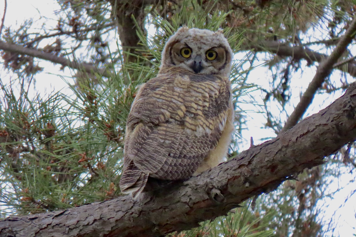 Great Horned Owl, Lower Arroyo Seco. Photo by Max Brenner