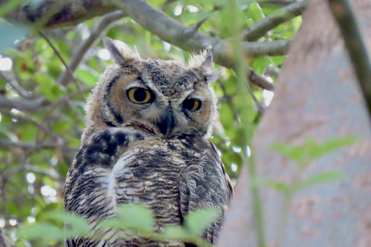 Great Horned Owl, Lower Arroyo Seco. Photo by Max Brenner