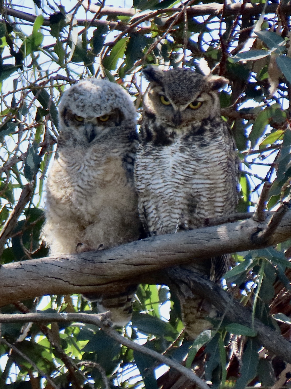 Great Horned Owls, Lower Arroyo Seco. Photo by Max Brenner