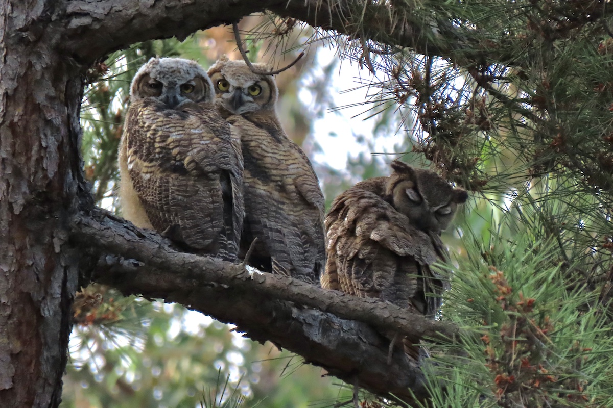 Great Horned Owls, Lower Arroyo Seco. Photo by Max Brenner