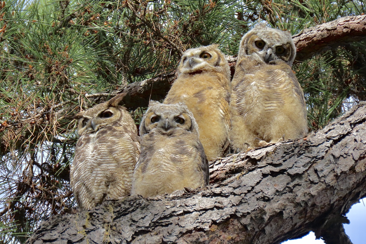 Great Horned Owls, Lower Arroyo Seco. Photo by Max Brenner