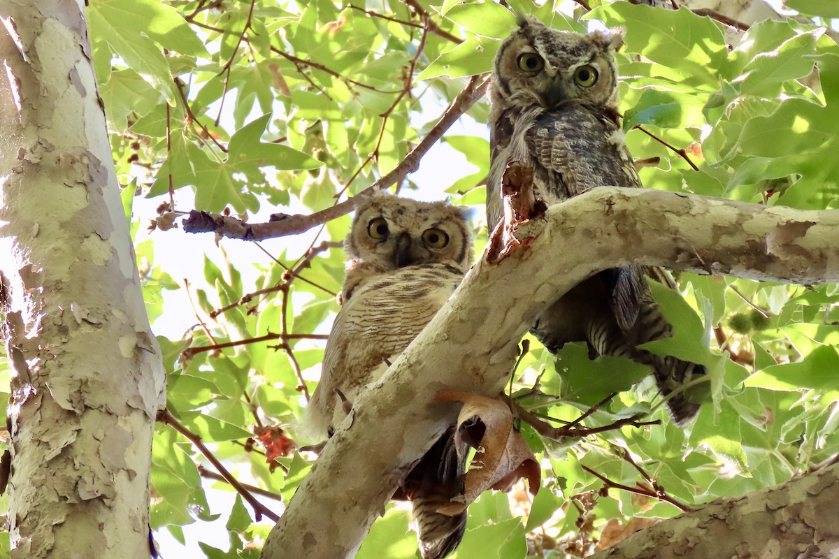 Great Horned Owls, Lower Arroyo Seco. Photo by Max Brenner