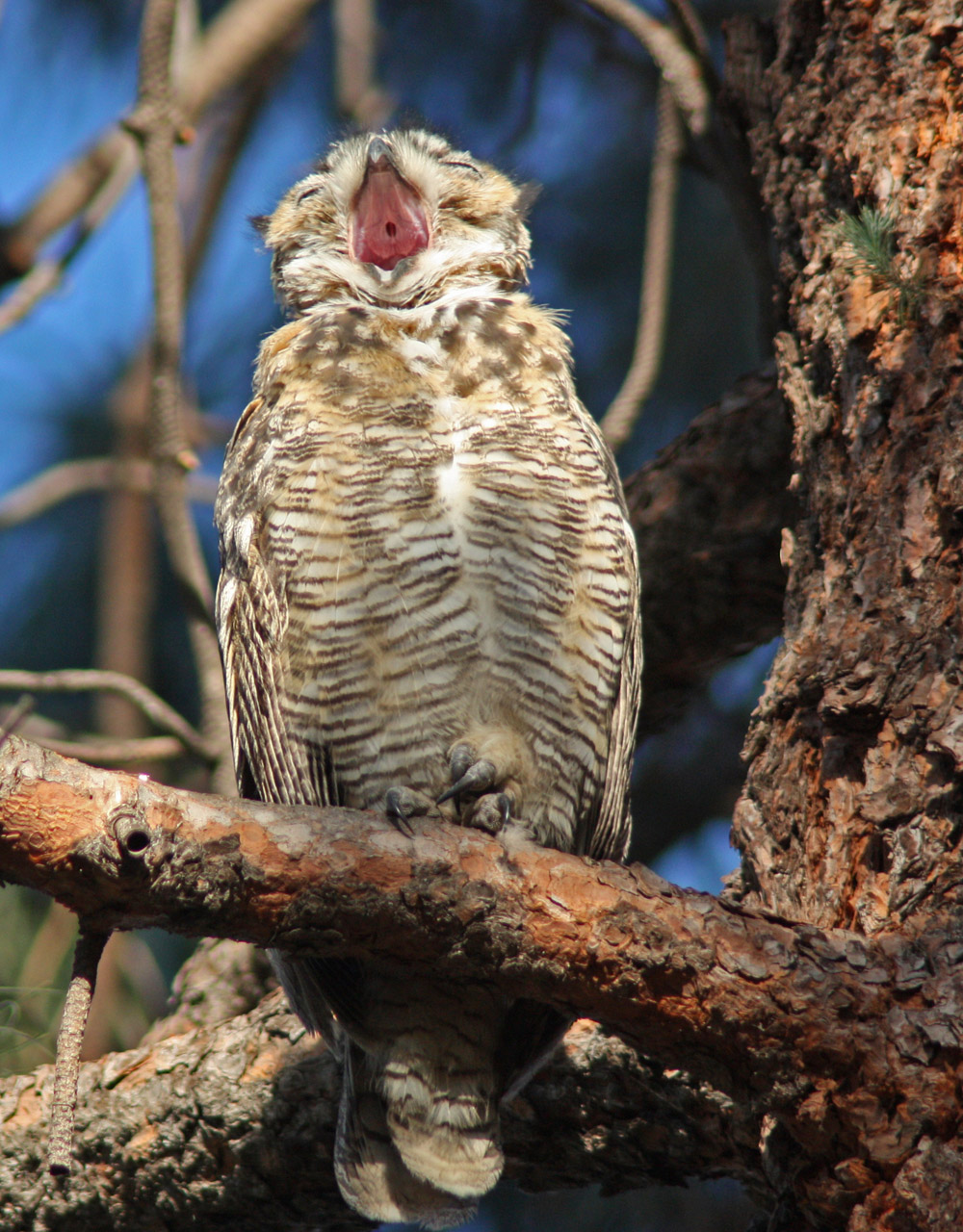 Great Horned Owl, San Fernando Valley. Photo by Patricia Bates