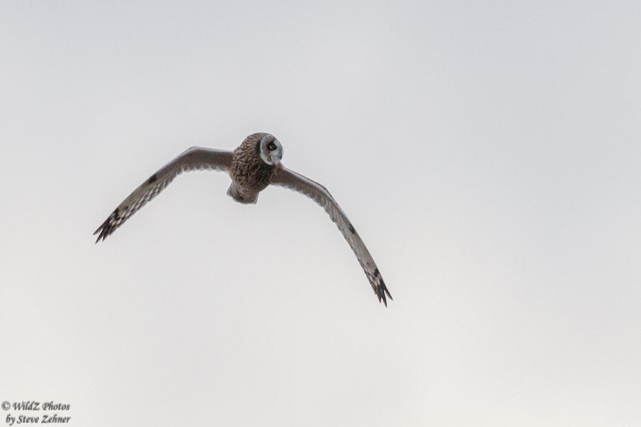 Short-eared Owl, central Illinois. Photo by Steve Zehner