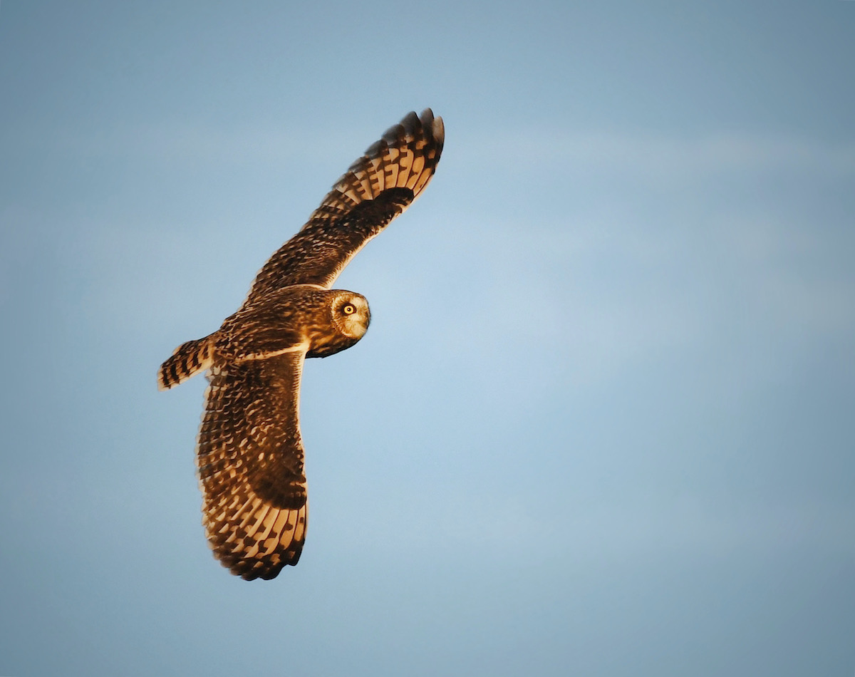 Short-eared Owl, Santa Barbara County. Photo by Caleb Peterson