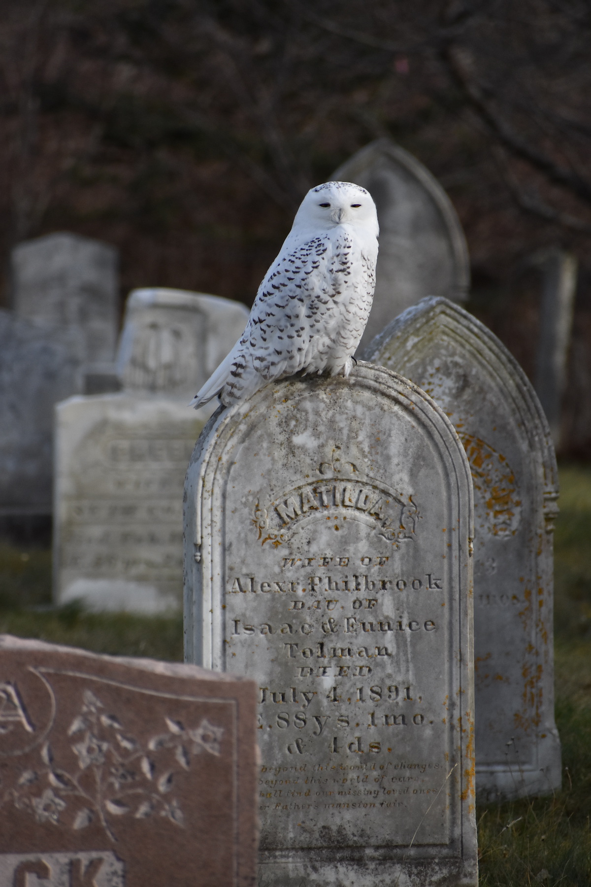 Snowy Owl, Matinicus Island, Maine. Photo by Mike Johnson