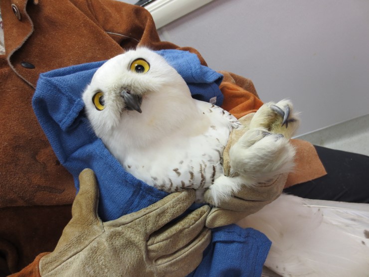 Snowy Owl under care. Photo by Dave Weeshoff