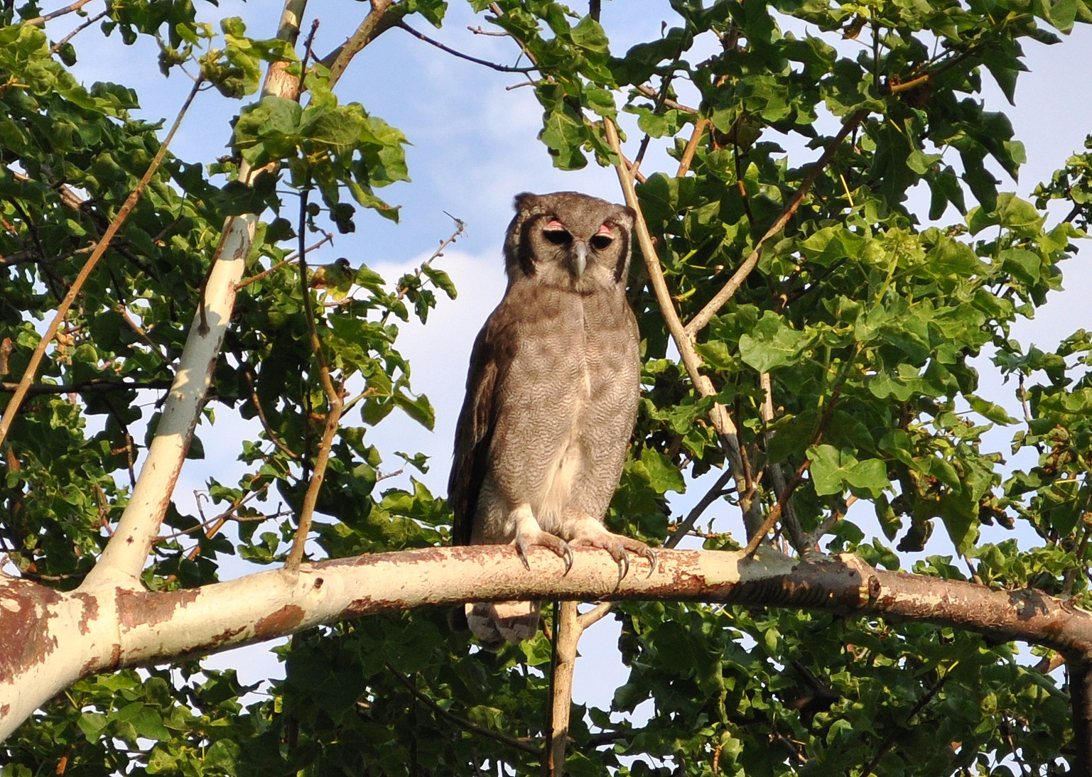 Verraux's Eagle Owl (Bubo lacteus), Lake Baringo, Kenya. Photo by Christine Hessler